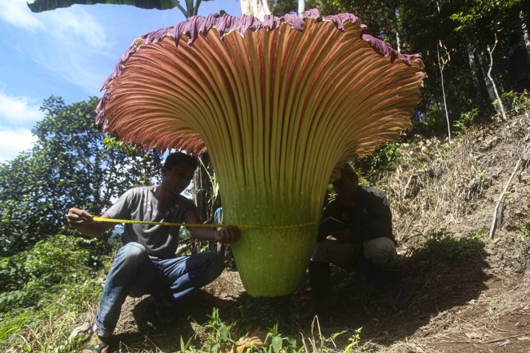 Dünyanın en kötü kokulu 'leş çiçeği' açtı! Kokudan kimse yanına yaklaşamıyor 20